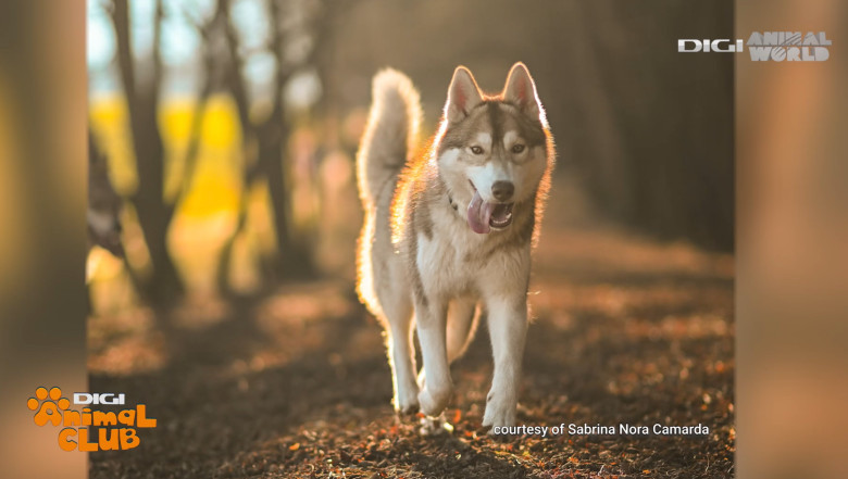 Digi Animal Club HUSKY Sabrina Camarda 18