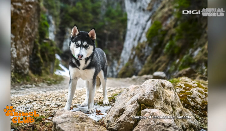 Digi Animal Club HUSKY Sabrina Camarda 19