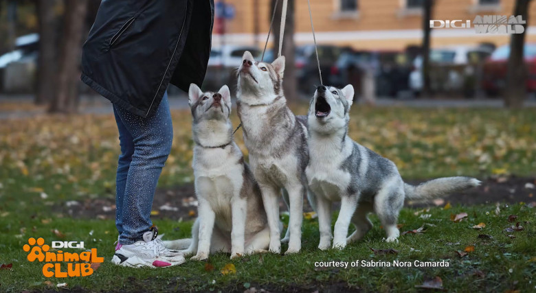 Digi Animal Club HUSKY Sabrina Camarda 21