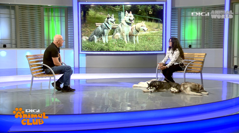 Digi Animal Club HUSKY Sabrina Camarda 22