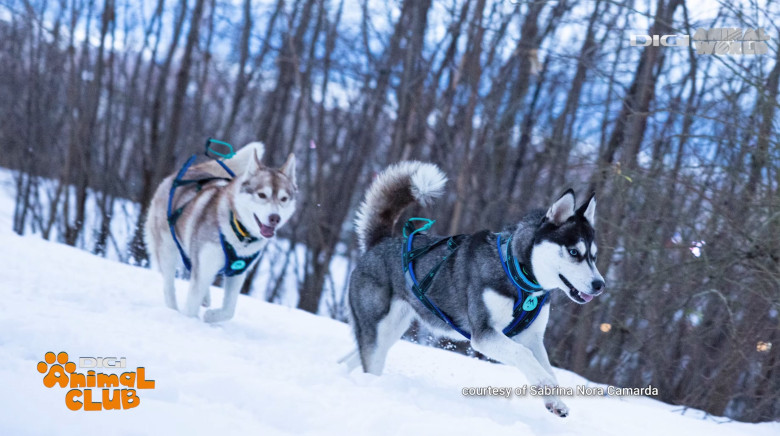 Digi Animal Club HUSKY Sabrina Camarda 26