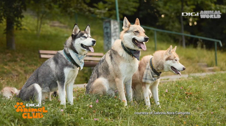 Digi Animal Club HUSKY Sabrina Camarda 23
