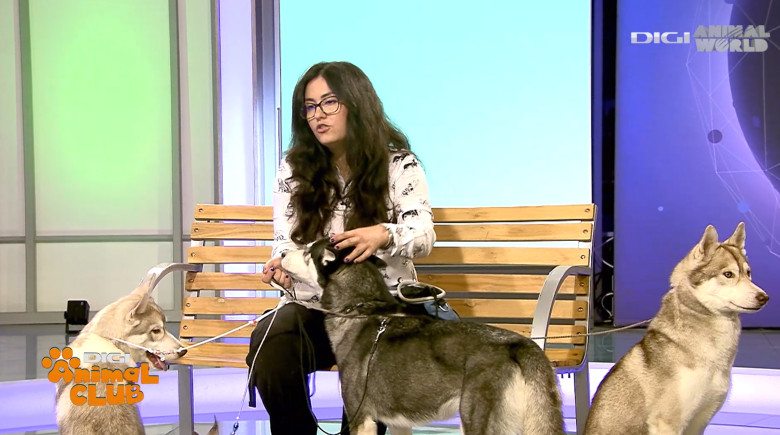 Digi Animal Club HUSKY Sabrina Camarda 24