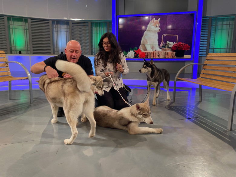 Digi Animal Club HUSKY Sabrina Camarda 29