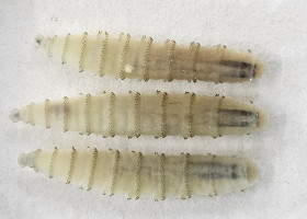 Cochliomyia hominivorax/ Profimedia