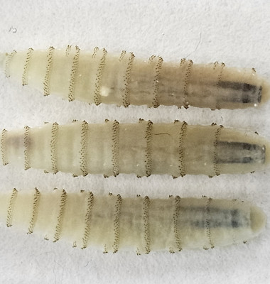 Cochliomyia hominivorax/ Profimedia