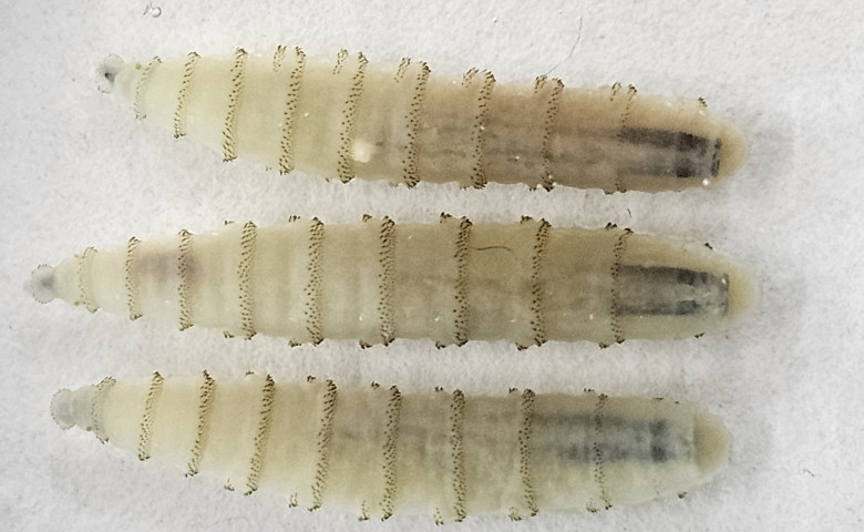 Cochliomyia hominivorax&sol; Profimedia