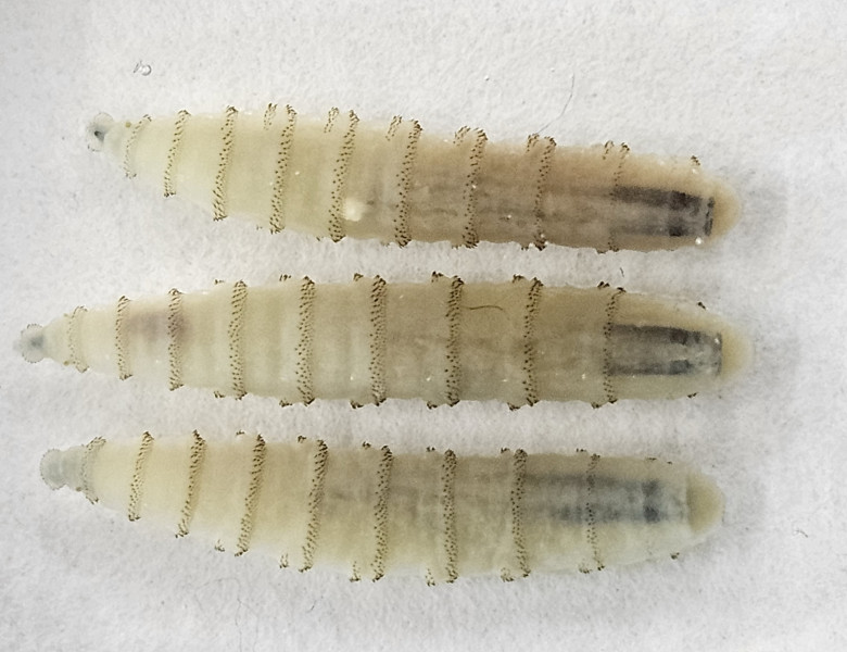 Cochliomyia hominivorax/ Profimedia