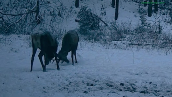 Doi cerbi tineri, filmaţi când îşi încearcă forţa coarnelor într-o pădure administrată de Ocolul Silvic Mălini. Imaginile sunt virale