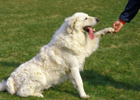 Trucul simplu care îți face câinele să vină de fiecare dată când îl chemi/ Profimedia