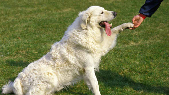 Trucul simplu care îți face câinele să vină de fiecare dată când îl chemi. Puțini stăpâni îl cunosc