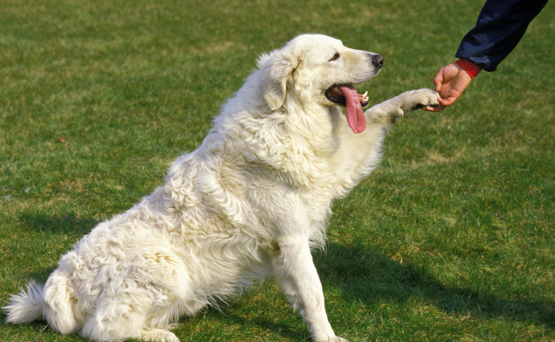 Trucul simplu care &icirc;ți face c&acirc;inele s&abreve; vin&abreve; de fiecare dat&abreve; c&acirc;nd &icirc;l chemi&sol; Profimedia