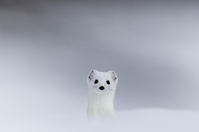 Tina, mascota de la Jocurile Olimpic de iarnă/ Profimedia