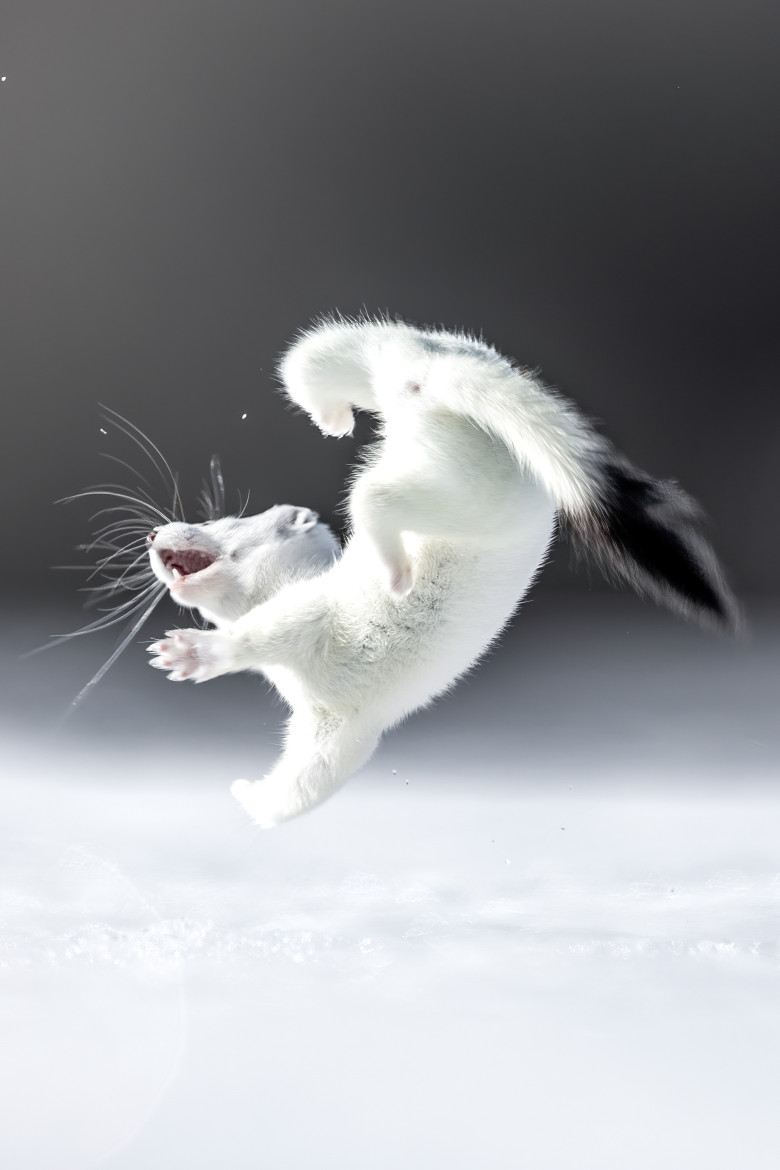 Tina, mascota de la Jocurile Olimpic de iarnă/ Profimedia