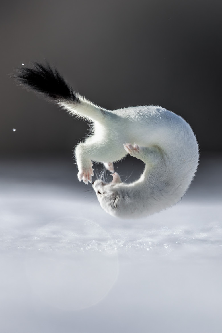 Tina, mascota de la Jocurile Olimpic de iarnă/ Profimedia