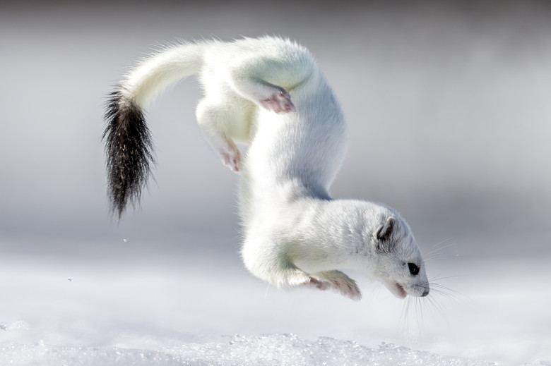 Tina, mascota de la Jocurile Olimpic de iarnă/ Profimedia