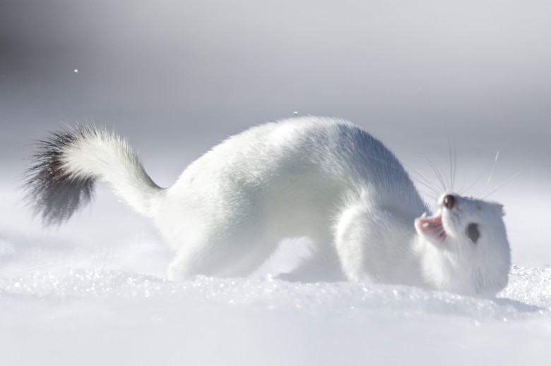 Tina, mascota de la Jocurile Olimpic de iarnă/ Profimedia