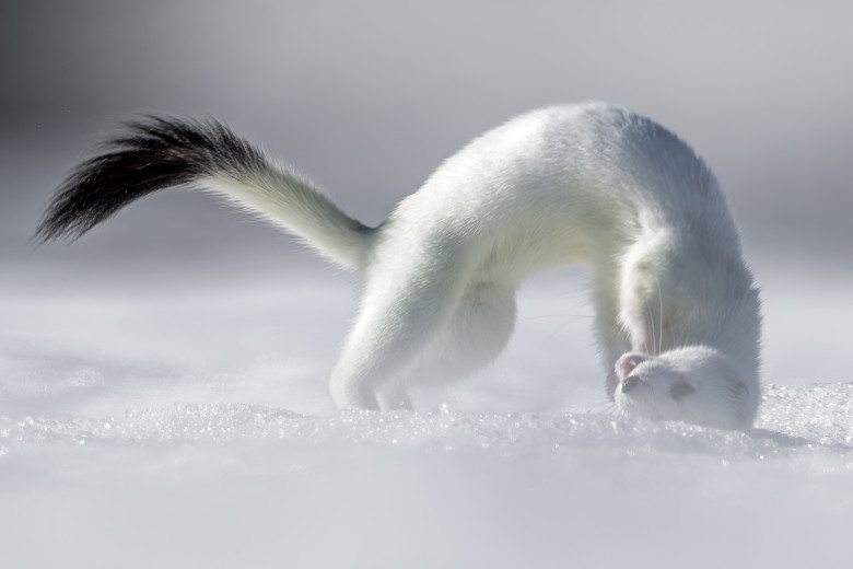 Tina, mascota de la Jocurile Olimpic de iarnă/ Profimedia