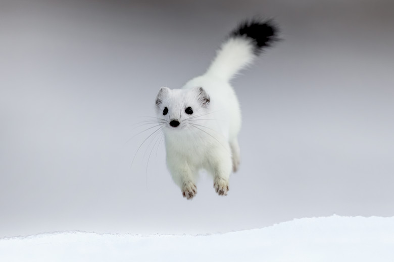 Tina, mascota de la Jocurile Olimpic de iarnă/ Profimedia