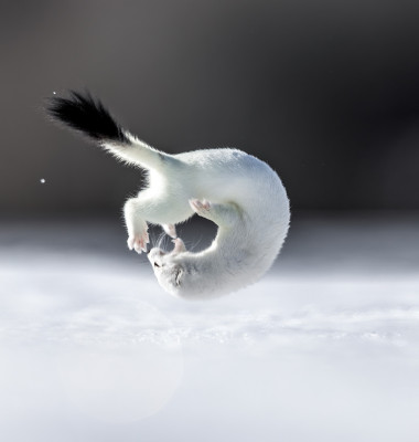 Tina, mascota de la Jocurile Olimpic de iarnă/ Profimedia