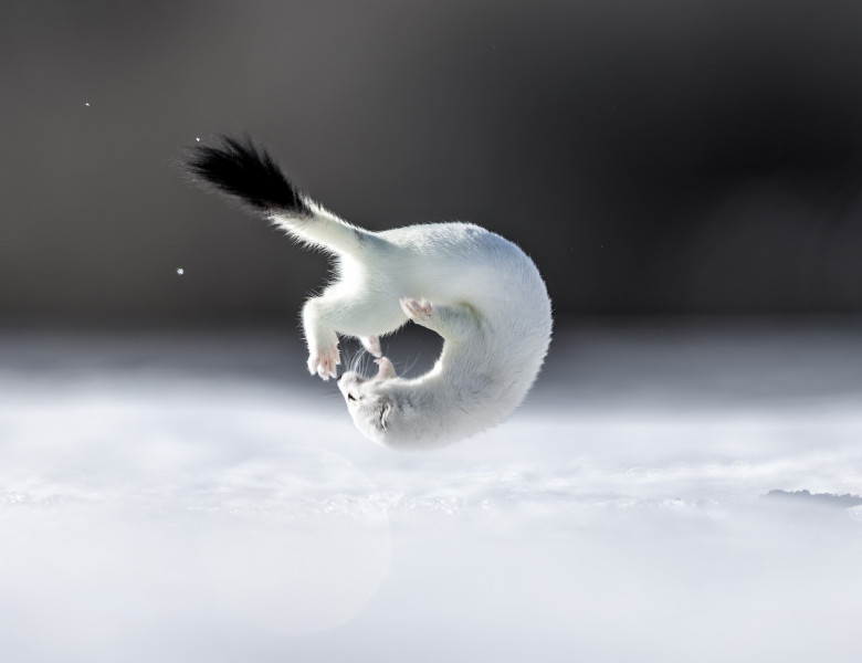 Tina, mascota de la Jocurile Olimpic de iarnă/ Profimedia