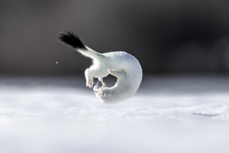 Tina, mascota de la Jocurile Olimpic de iarnă/ Profimedia