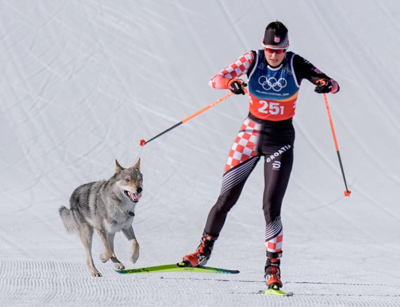 Un câine şi-a făcut apariţia pe pârtia de la Val di Fiemme/ Profimedia