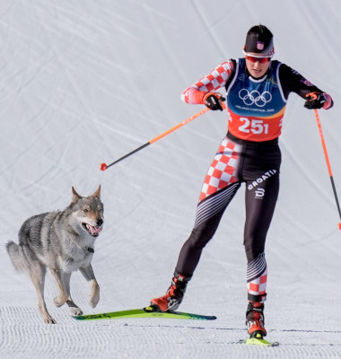 Un câine şi-a făcut apariţia pe pârtia de la Val di Fiemme/ Profimedia