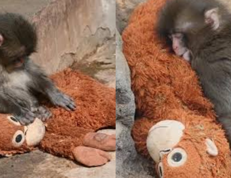 Punch, puiul de maimuță abandonat, și-a găsit alinarea într-o jucărie de pluș/ Foto: Captură video