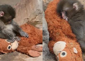 Punch, puiul de maimuță abandonat, și-a găsit alinarea într-o jucărie de pluș/ Foto: Captură video