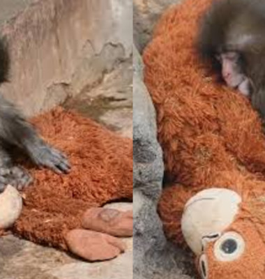 Punch, puiul de maimuță abandonat, și-a găsit alinarea într-o jucărie de pluș/ Foto: Captură video