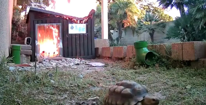 Momentul când o broască țestoasă scapă la limită dintr-un incendiu/ Foto: Captură video