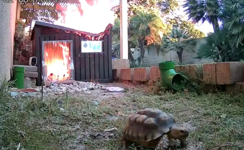 Momentul c&acirc;nd o&nbsp;broasc&abreve; țestoas&abreve; scap&abreve; la limit&abreve; dintr-un incendiu&sol; Foto&colon; Captur&abreve; video