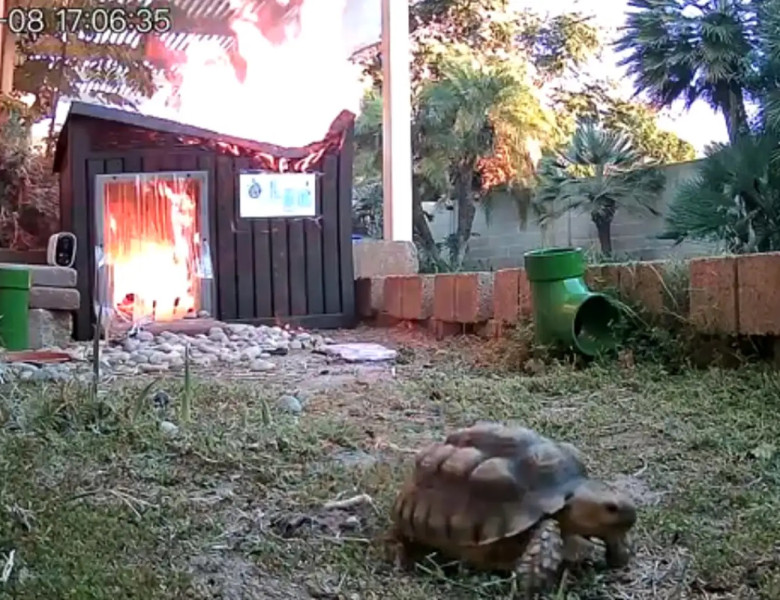 Momentul când o broască țestoasă scapă la limită dintr-un incendiu/ Foto: Captură video