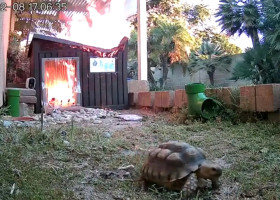 Momentul când o broască țestoasă scapă la limită dintr-un incendiu/ Foto: Captură video