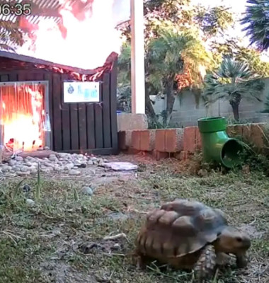 Momentul când o broască țestoasă scapă la limită dintr-un incendiu/ Foto: Captură video