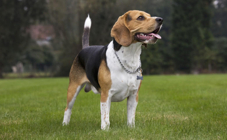 Beagle&sol; Profimedia