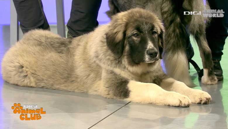 Digi Animal Club CARPATIN DOBRE 1