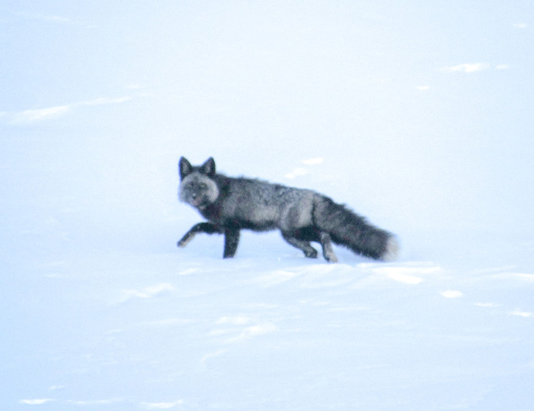 Cum arată cea mai rară vulpe din lume/ Foto: Facebook