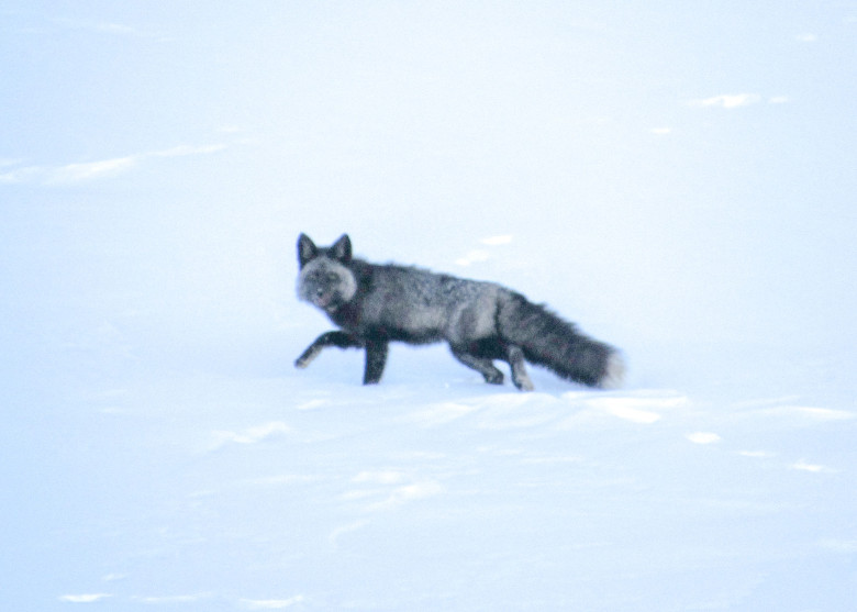 Cum arată cea mai rară vulpe din lume/ Foto: Facebook