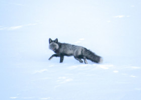 Cum arată cea mai rară vulpe din lume/ Foto: Facebook