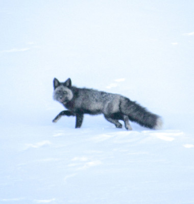 Cum arată cea mai rară vulpe din lume/ Foto: Facebook