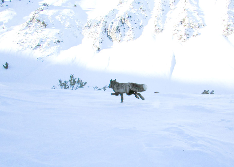 Cum arată cea mai rară vulpe din lume/ Foto: Facebook