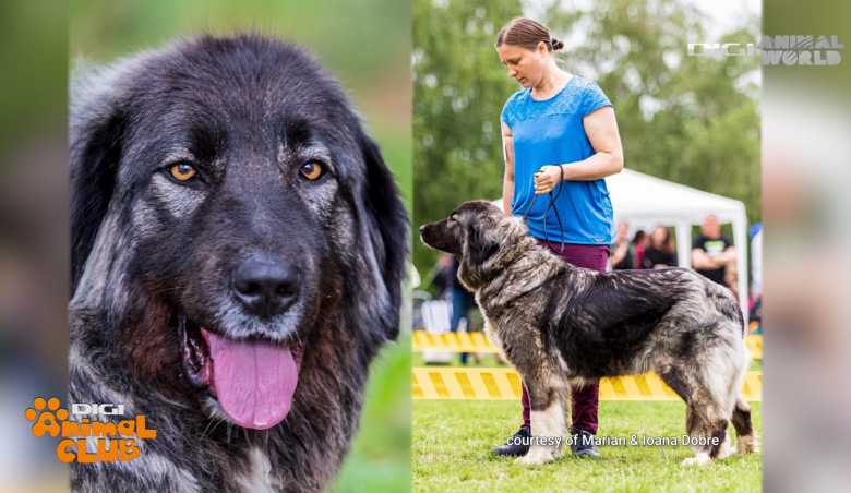 Digi Animal Club CARPATIN DOBRE 6