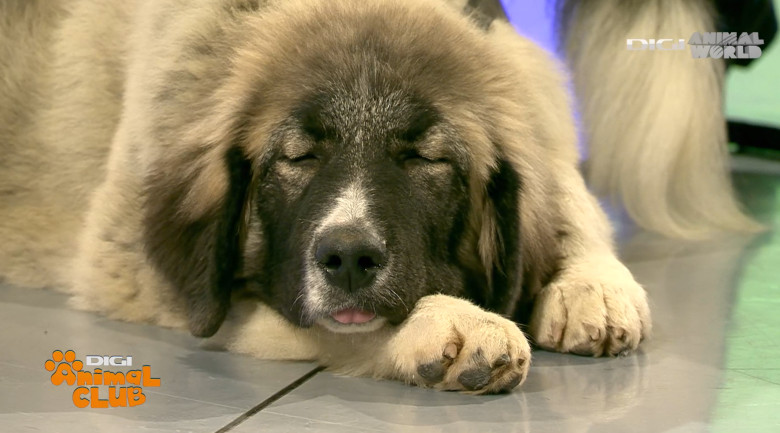 Digi Animal Club CARPATIN DOBRE 3