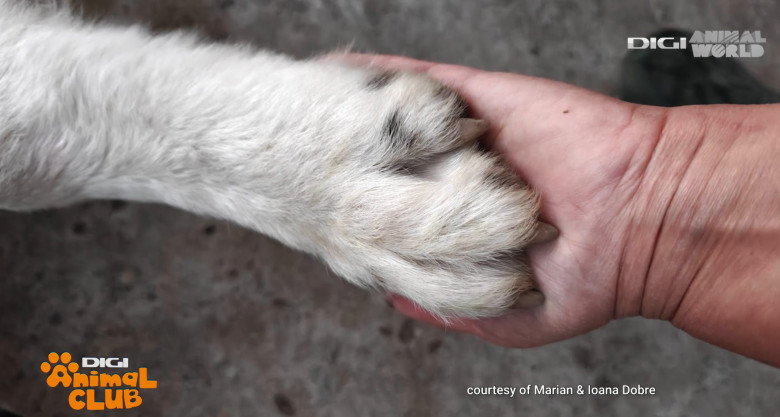 Digi Animal Club CARPATIN DOBRE 10