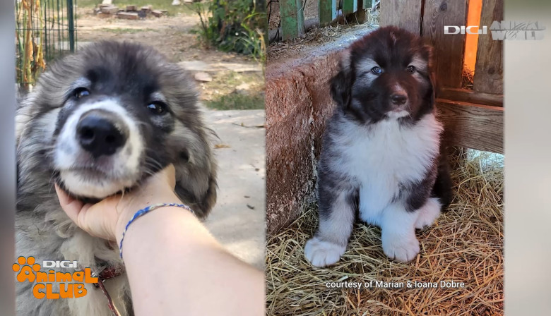 Digi Animal Club CARPATIN DOBRE 7