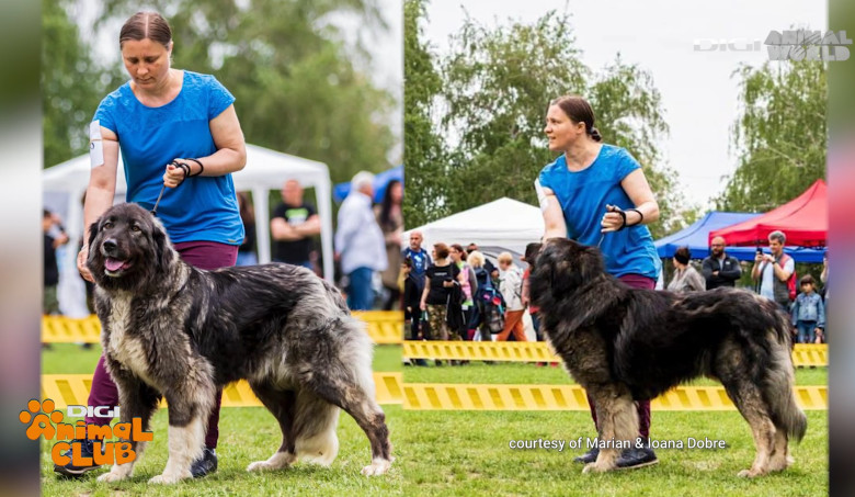 Digi Animal Club CARPATIN DOBRE 8