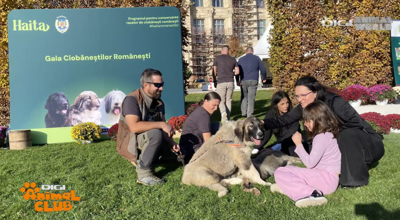 Digi Animal Club CARPATIN DOBRE 12