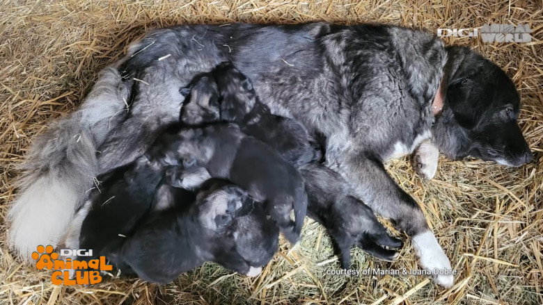 Digi Animal Club CARPATIN DOBRE 13